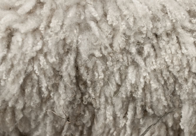 Wool Fiber